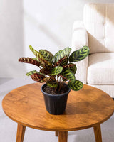Calathea Peacock