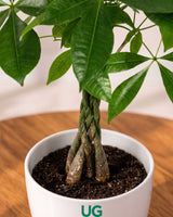 Money Tree Pachira Braided – A Symbol of Prosperity and Natural Grace