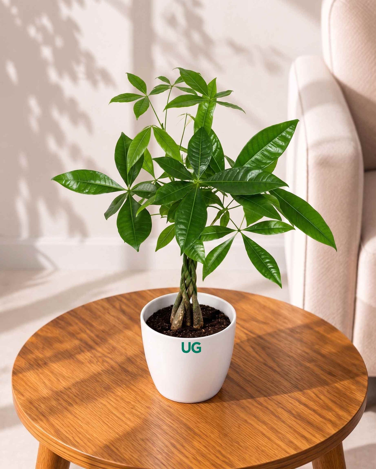 Money Tree Pachira Braided – A Symbol of Prosperity and Natural Grace