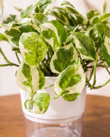 N'joy Money Plant