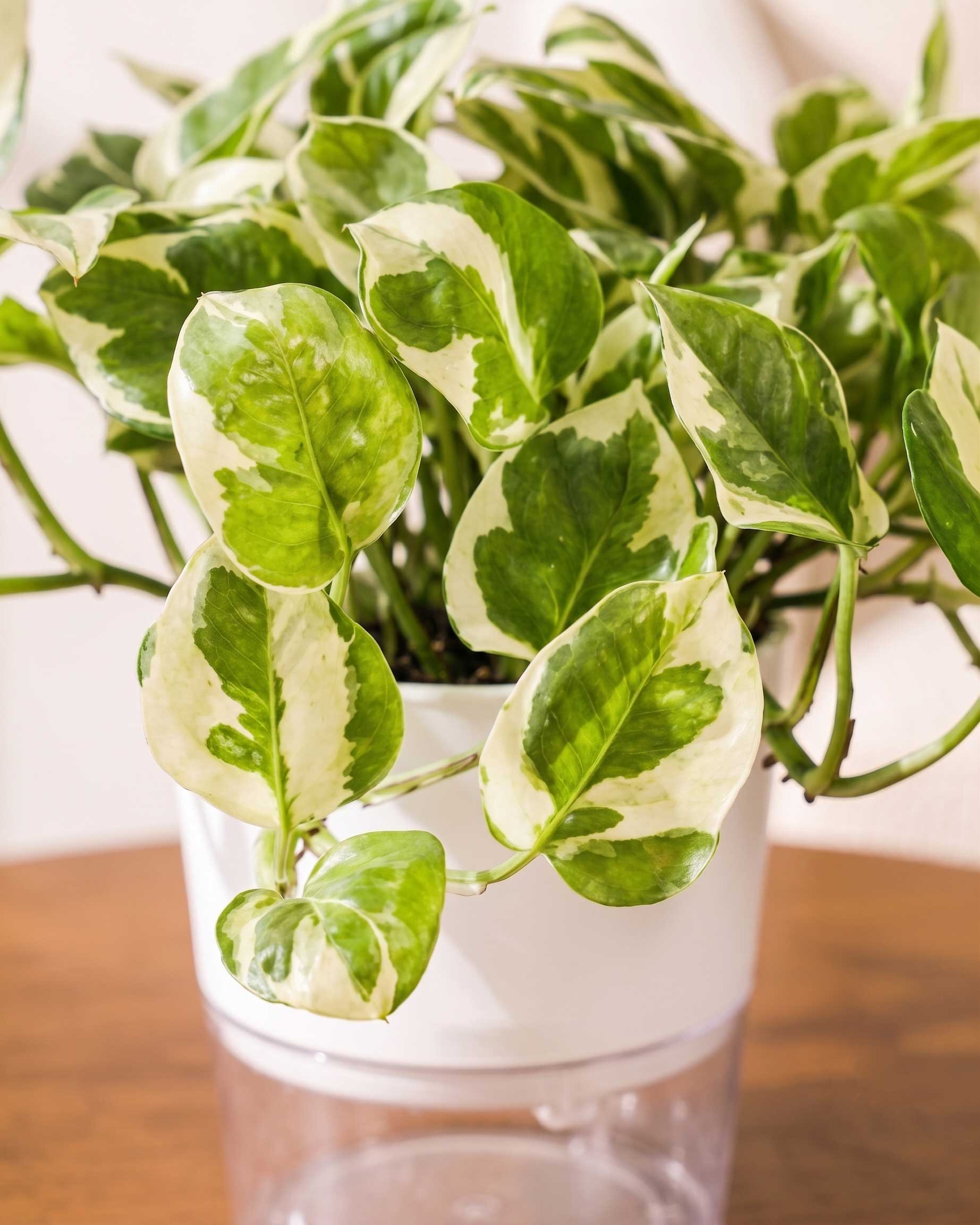 N'joy Money Plant