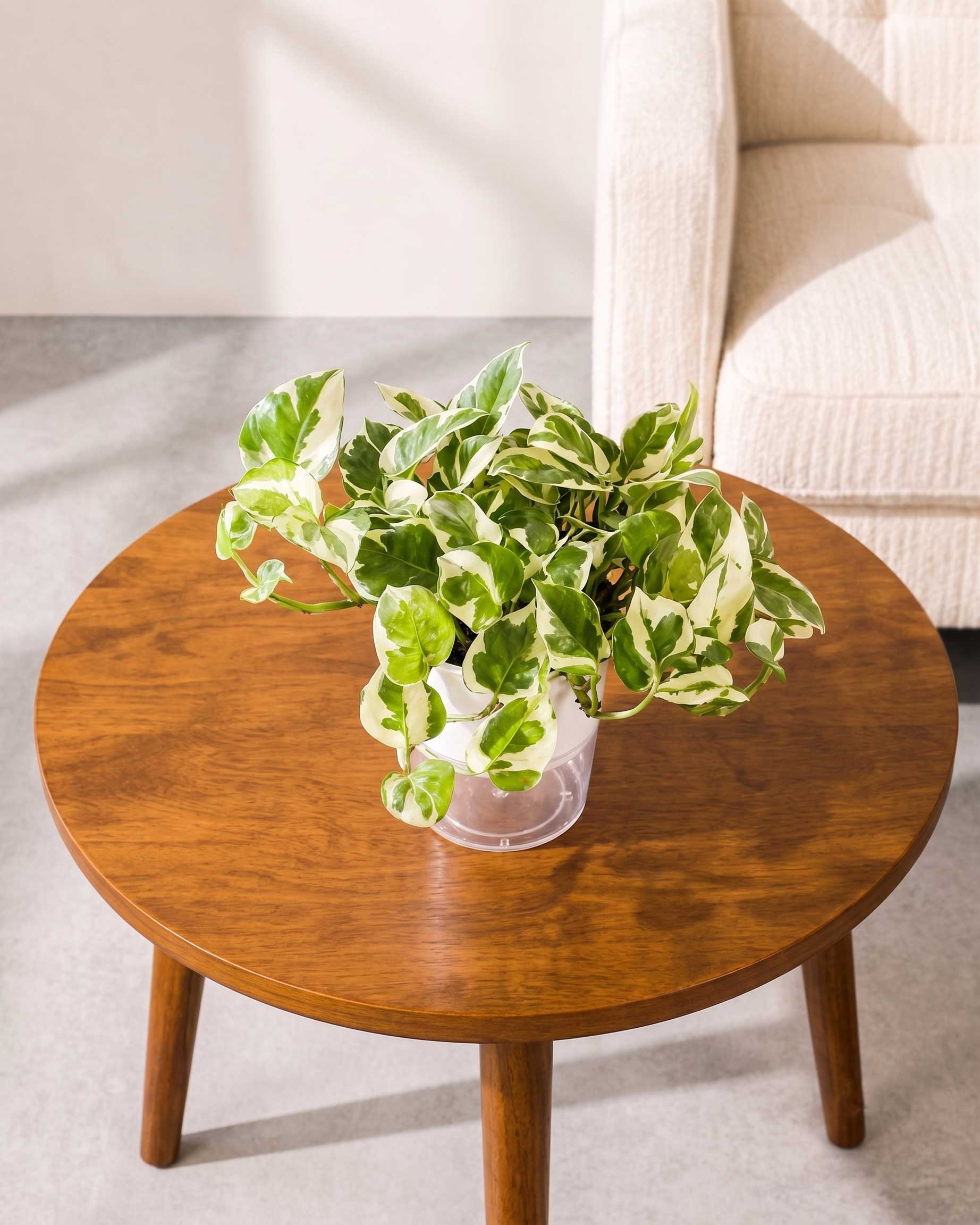 N'joy Money Plant