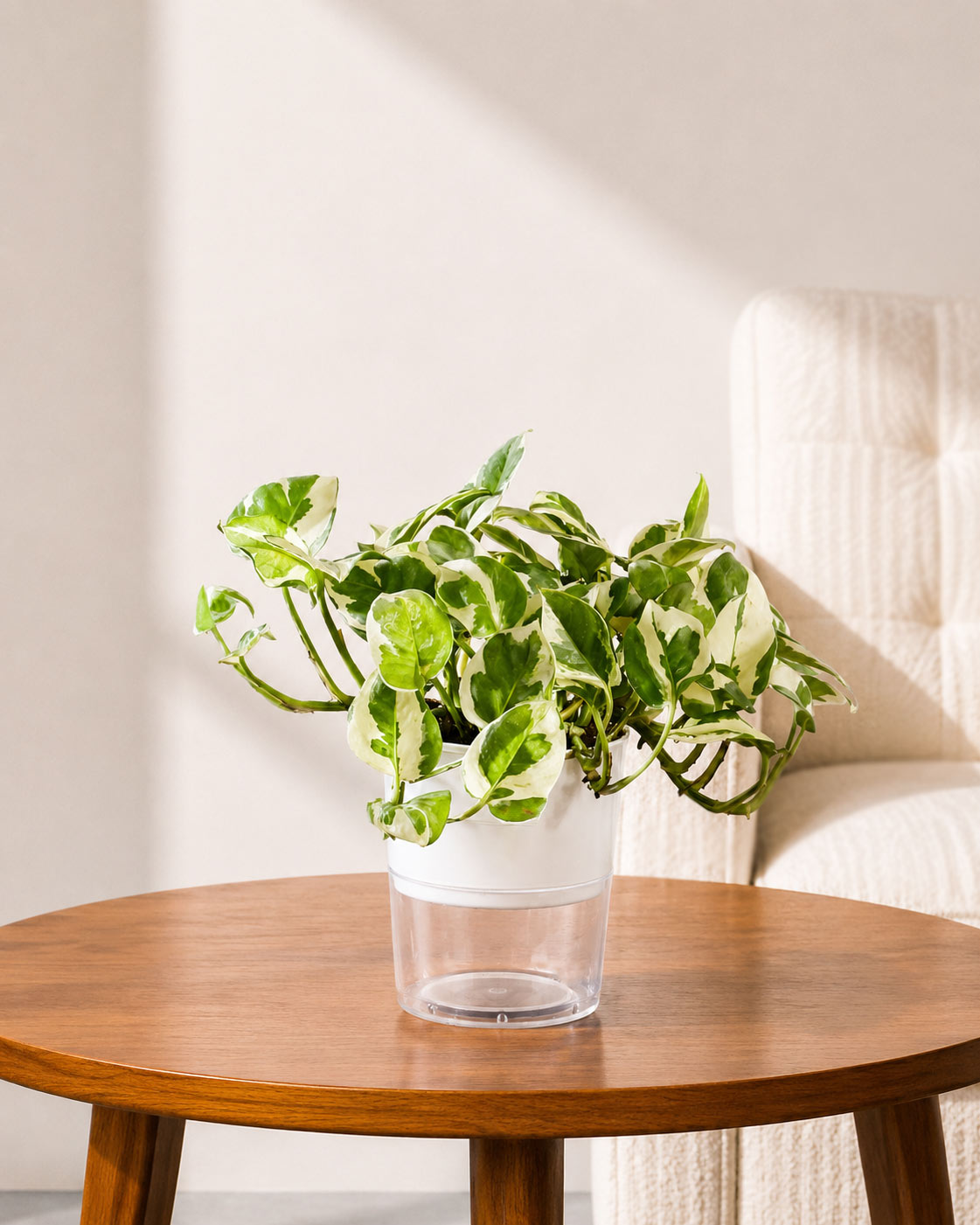 N'joy Money Plant