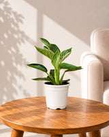 Philodendron Birkin Plant
