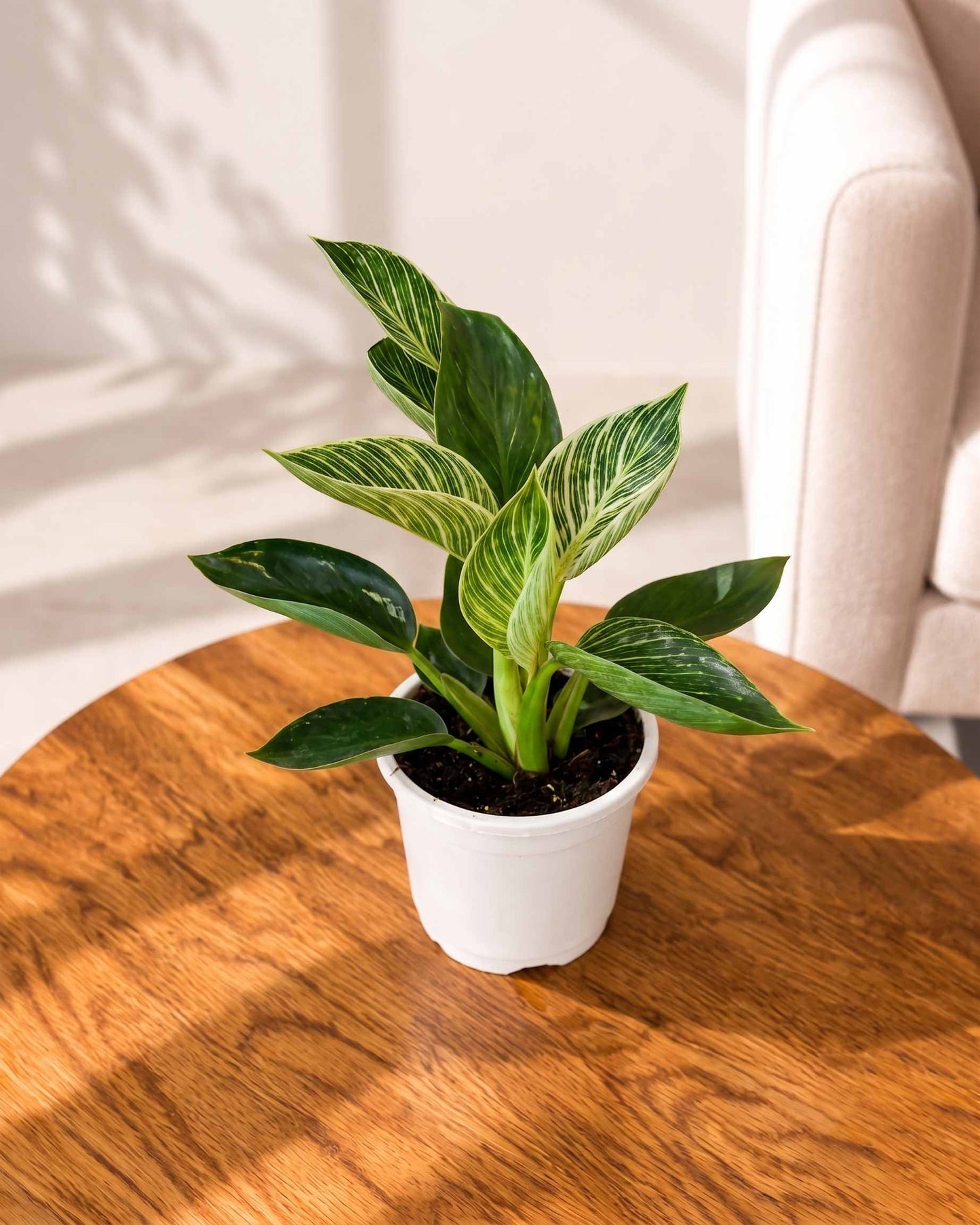 Philodendron Birkin Plant