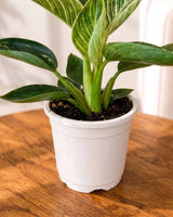 Philodendron Birkin Plant
