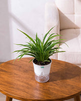 Chlorophytum Dwarf (Spider Plant) in Self Watering Planter