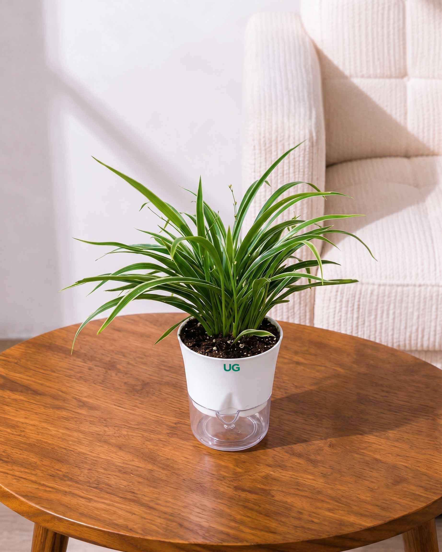 Chlorophytum Dwarf (Spider Plant) in Self Watering Planter