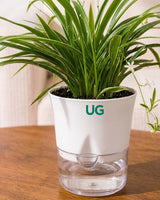 Chlorophytum Dwarf (Spider Plant) in Self Watering Planter