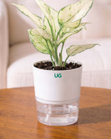Aglaonema Snow White In Self Watering Pot