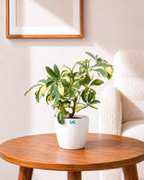 Schefflera Variegated