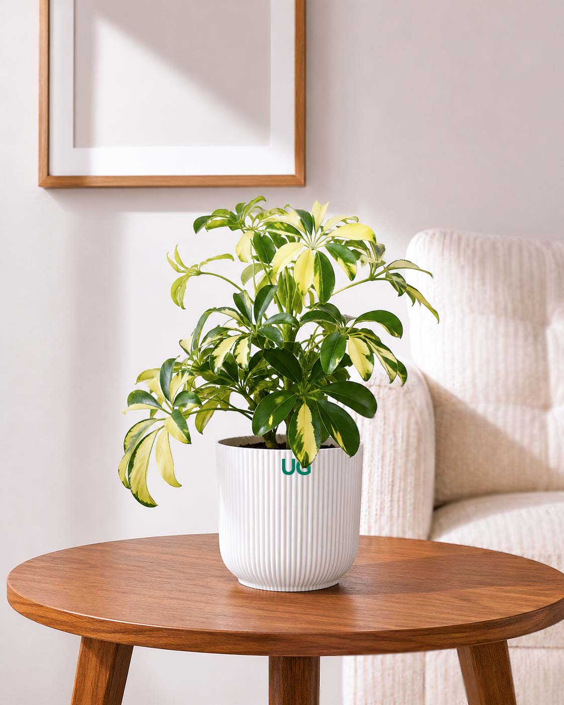 Schefflera Variegated