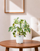 Schefflera Variegated