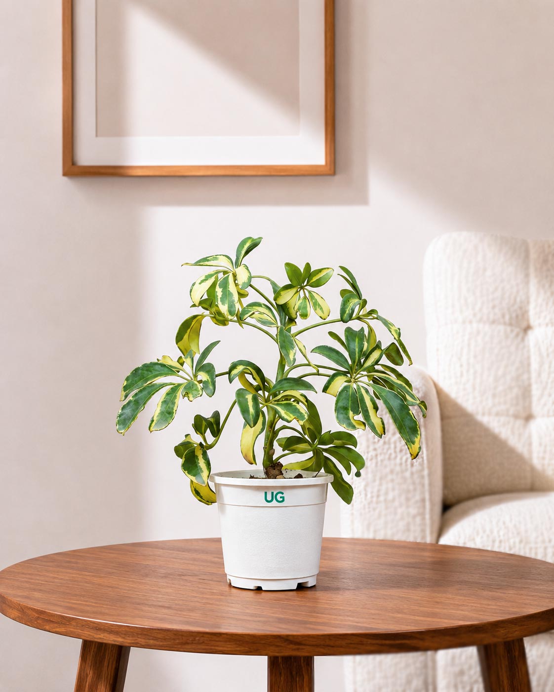 Schefflera Variegated