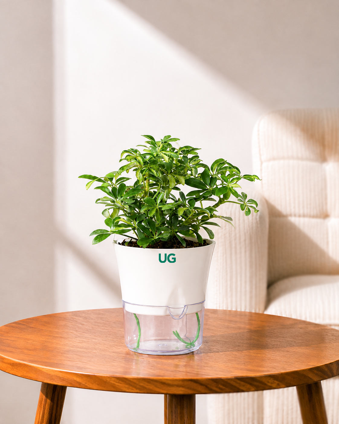 Schefflera Variegated