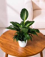 Peace Lily Plant (Spathiphyllum)