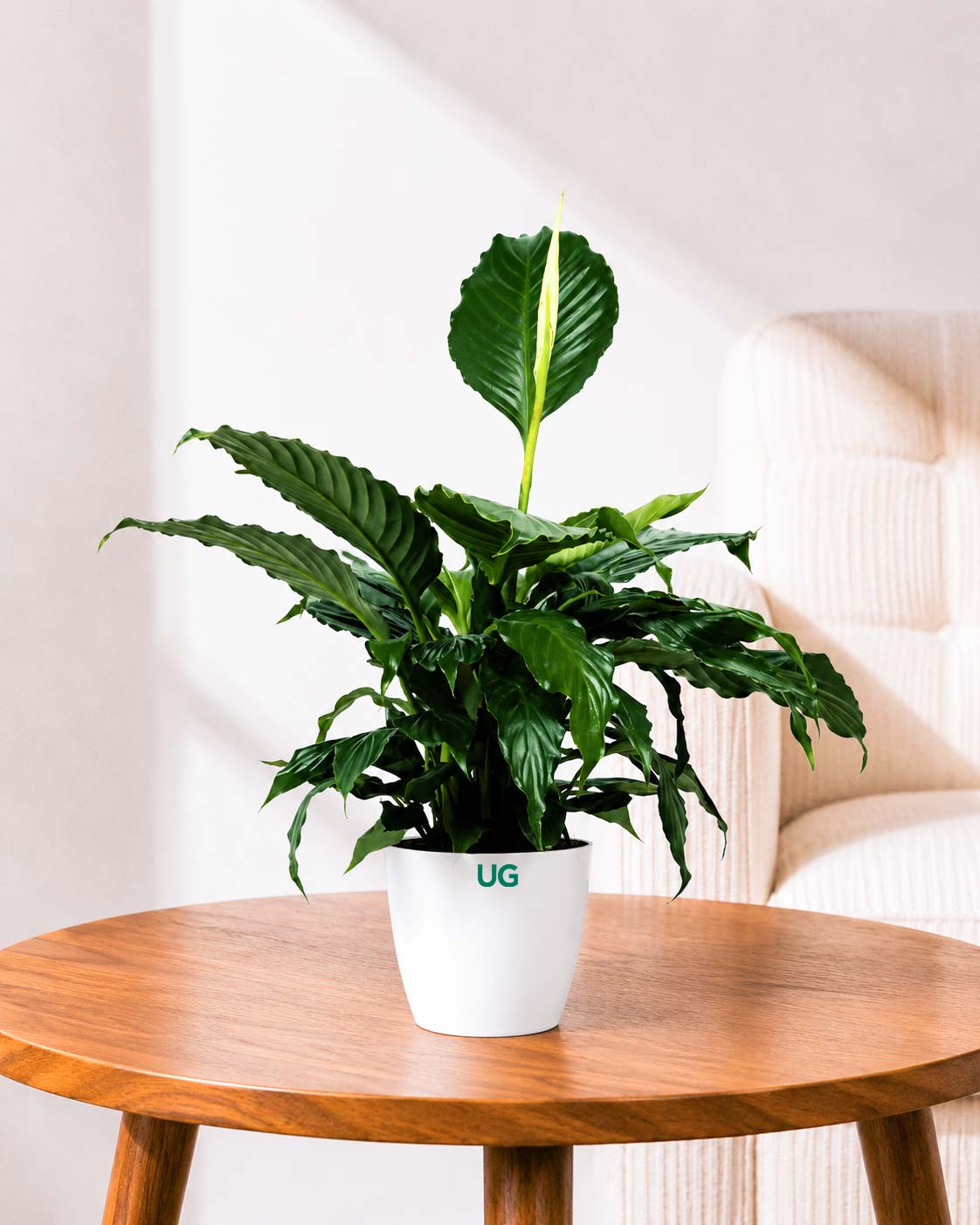 Peace Lily Plant (Spathiphyllum)