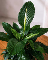 Peace Lily Plant (Spathiphyllum)