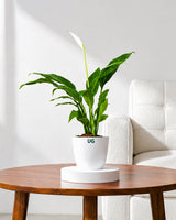 Peace Lily Plant