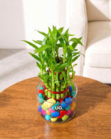 Lucky Bamboo 2 Layer Feng Shui Plant With Acrylic Pot and Stones