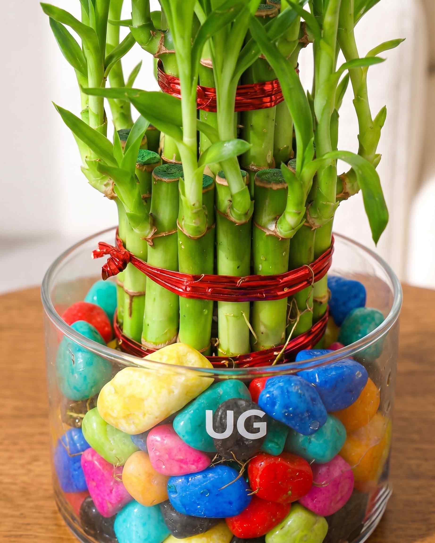 Lucky Bamboo 2 Layer Feng Shui Plant With Acrylic Pot and Stones