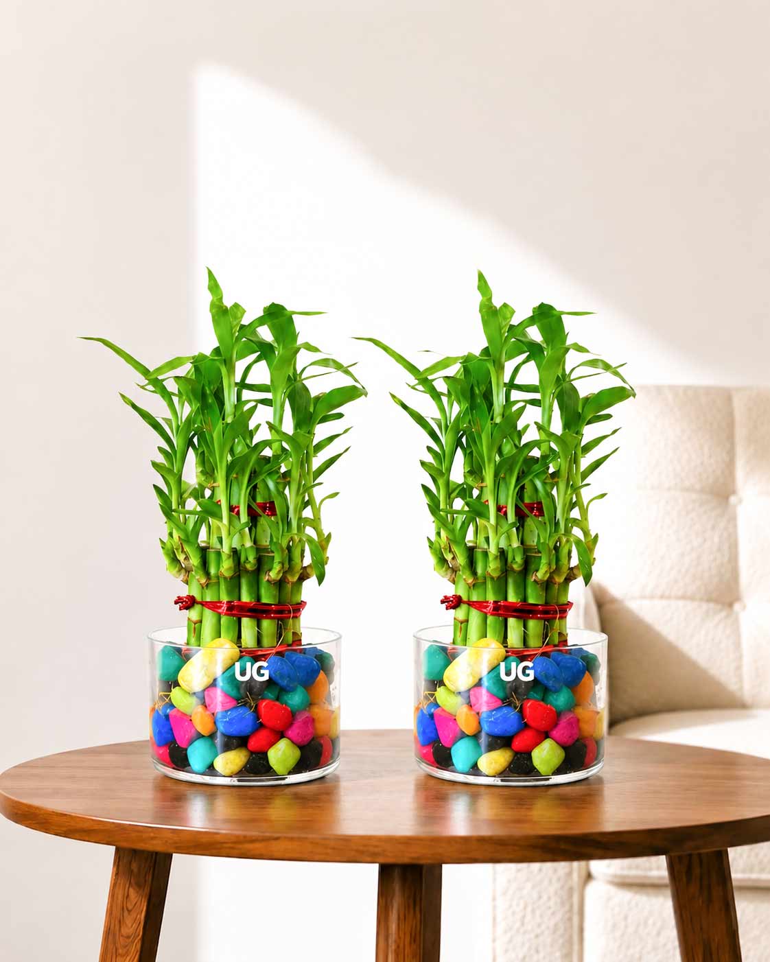 Combo of 2 Layer Lucky Bamboo Feng Shui Plants