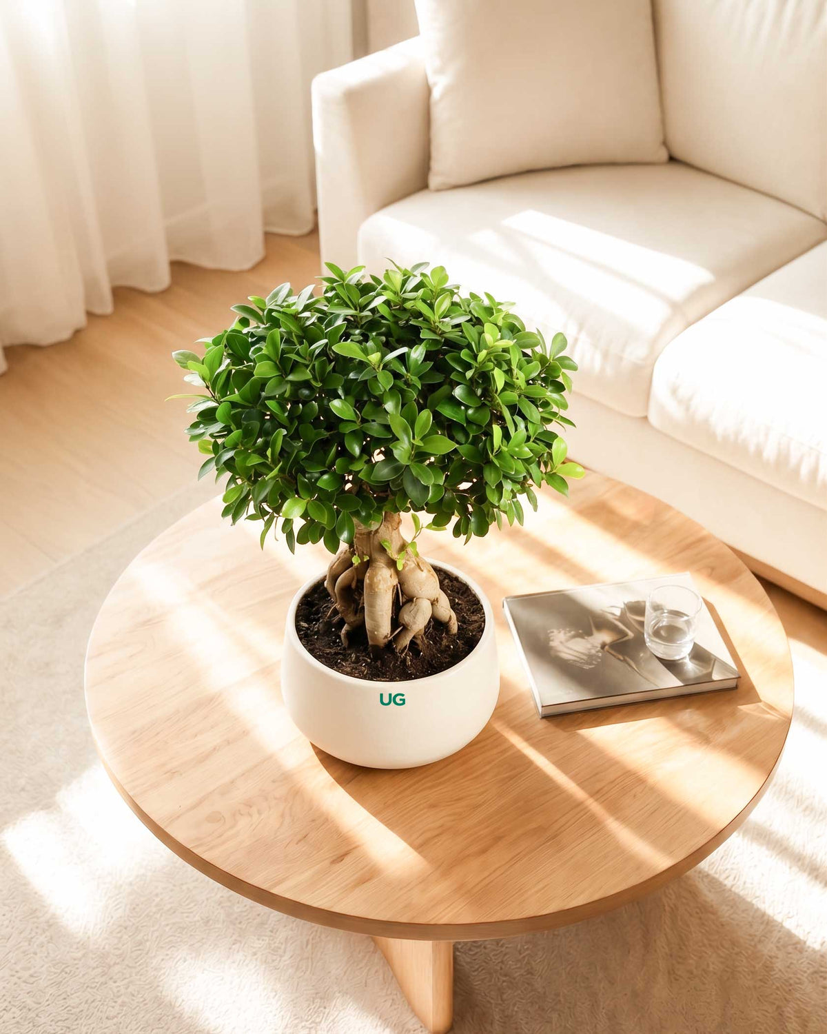 Ficus Ginseng Bonsai in ceramic pot (Large)