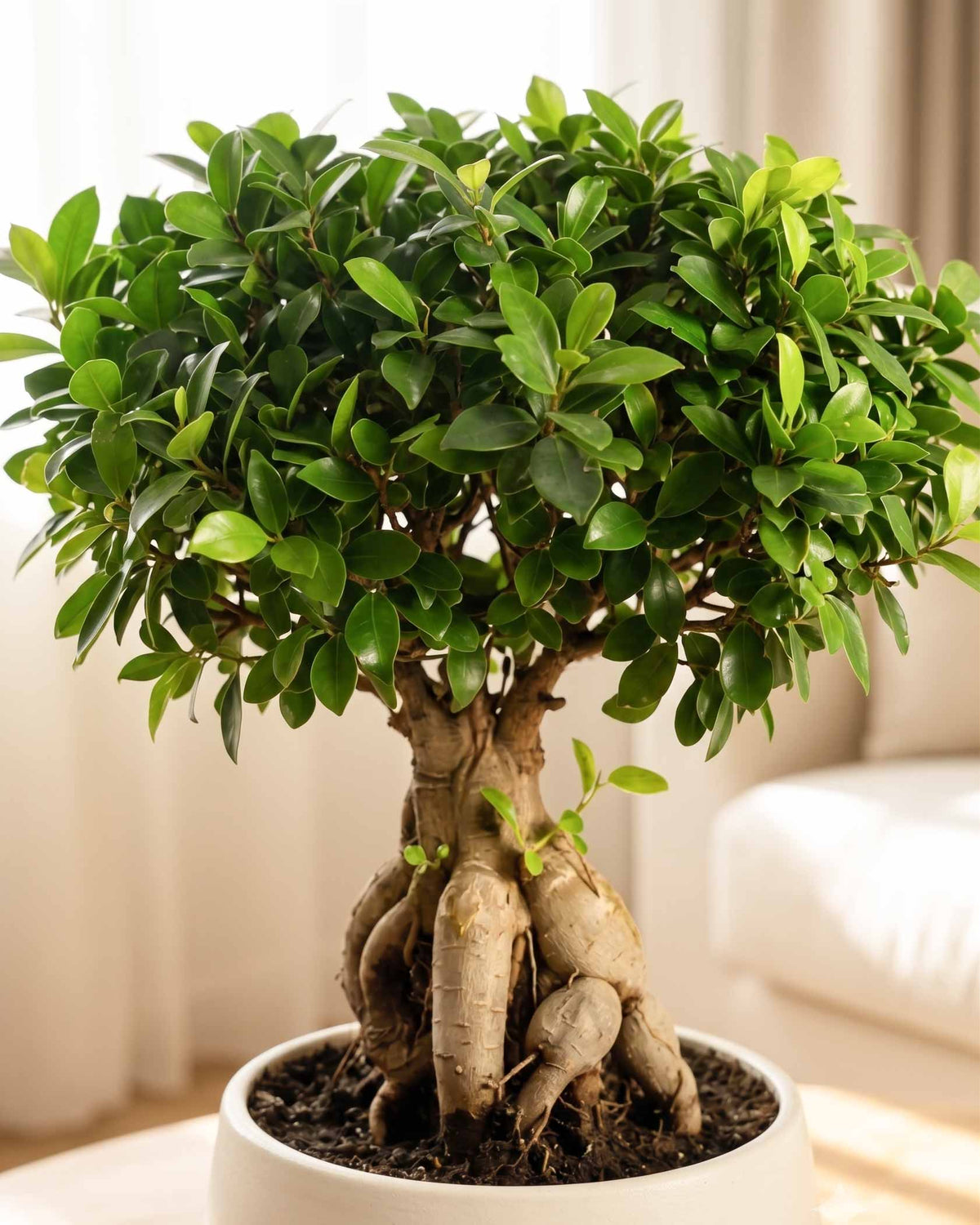 Ficus Ginseng Bonsai in ceramic pot (Large)