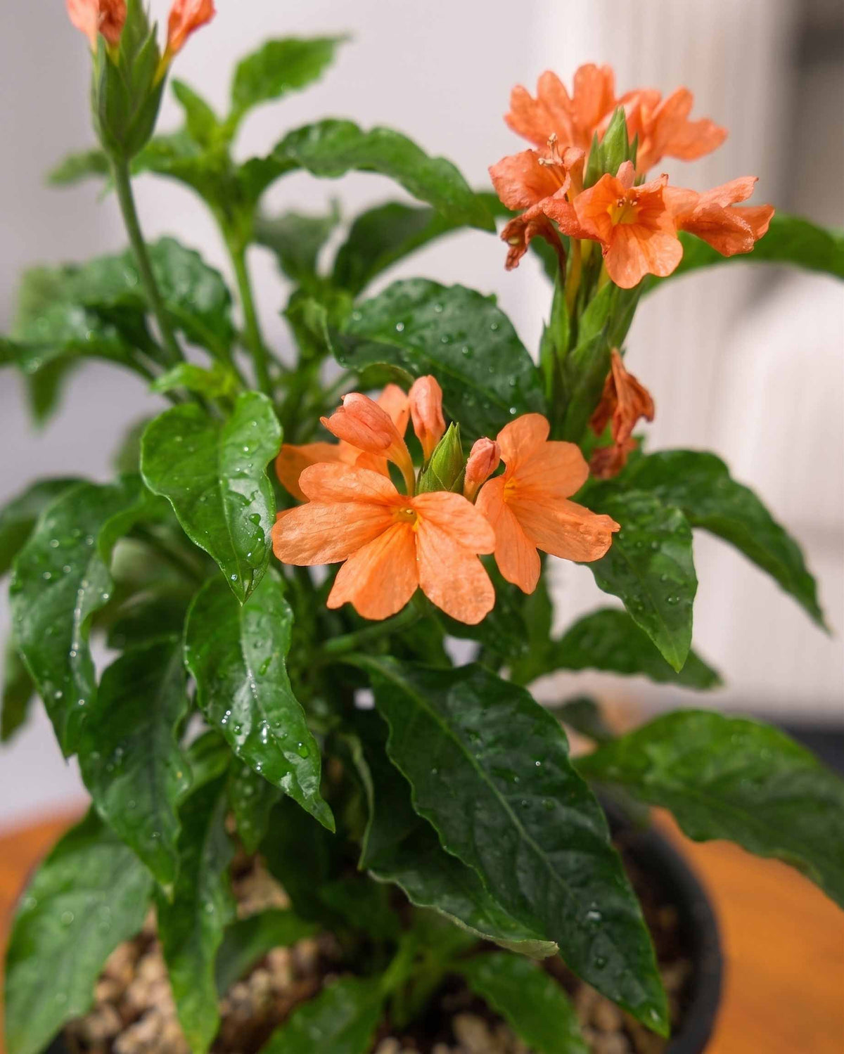Crossandra Plant