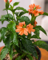 Crossandra Plant