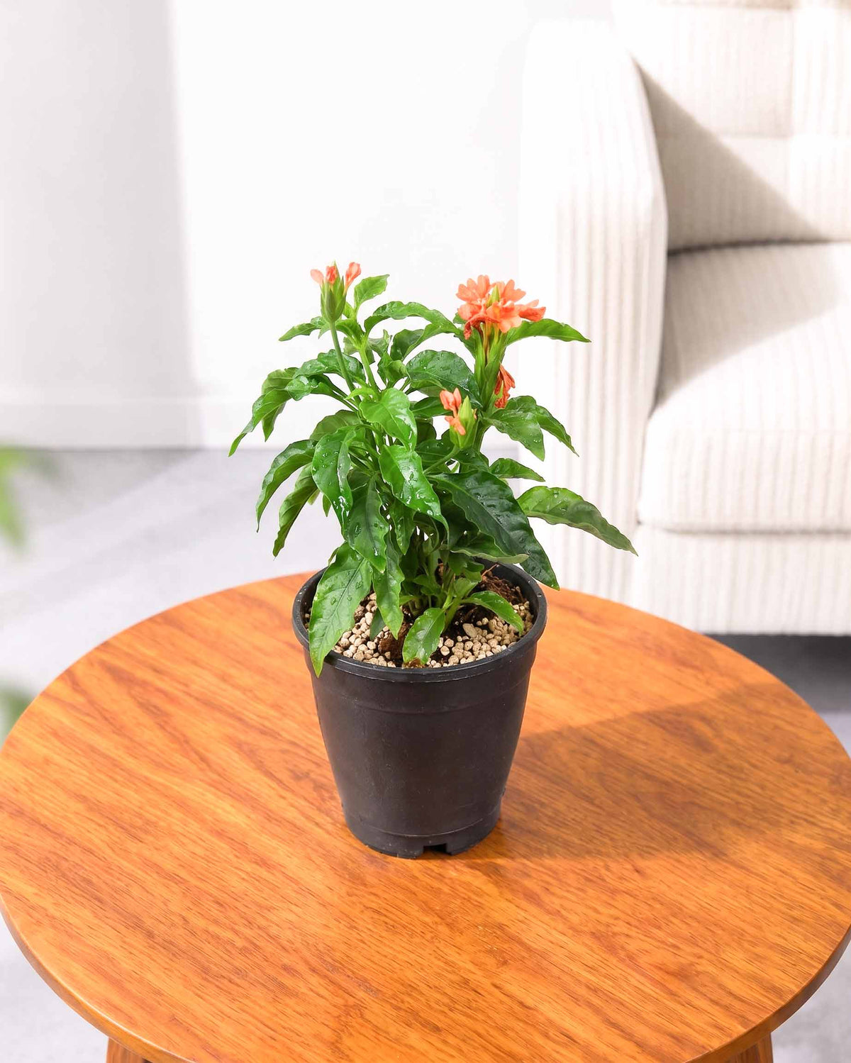 Crossandra Plant