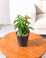 Crossandra Plant