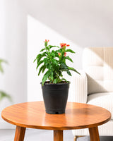 Crossandra Plant