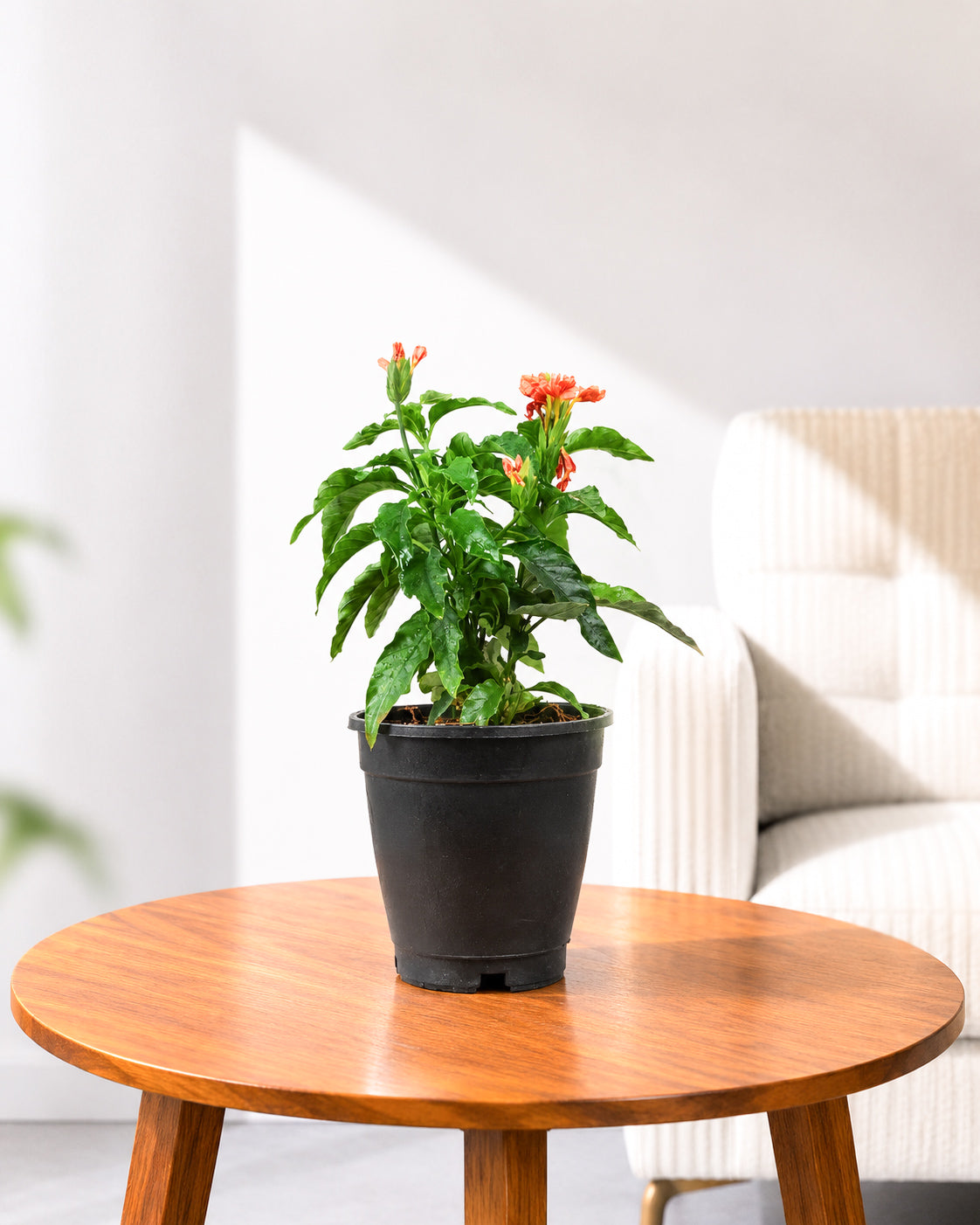 Crossandra Plant