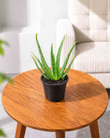 Aloe Vera Plant