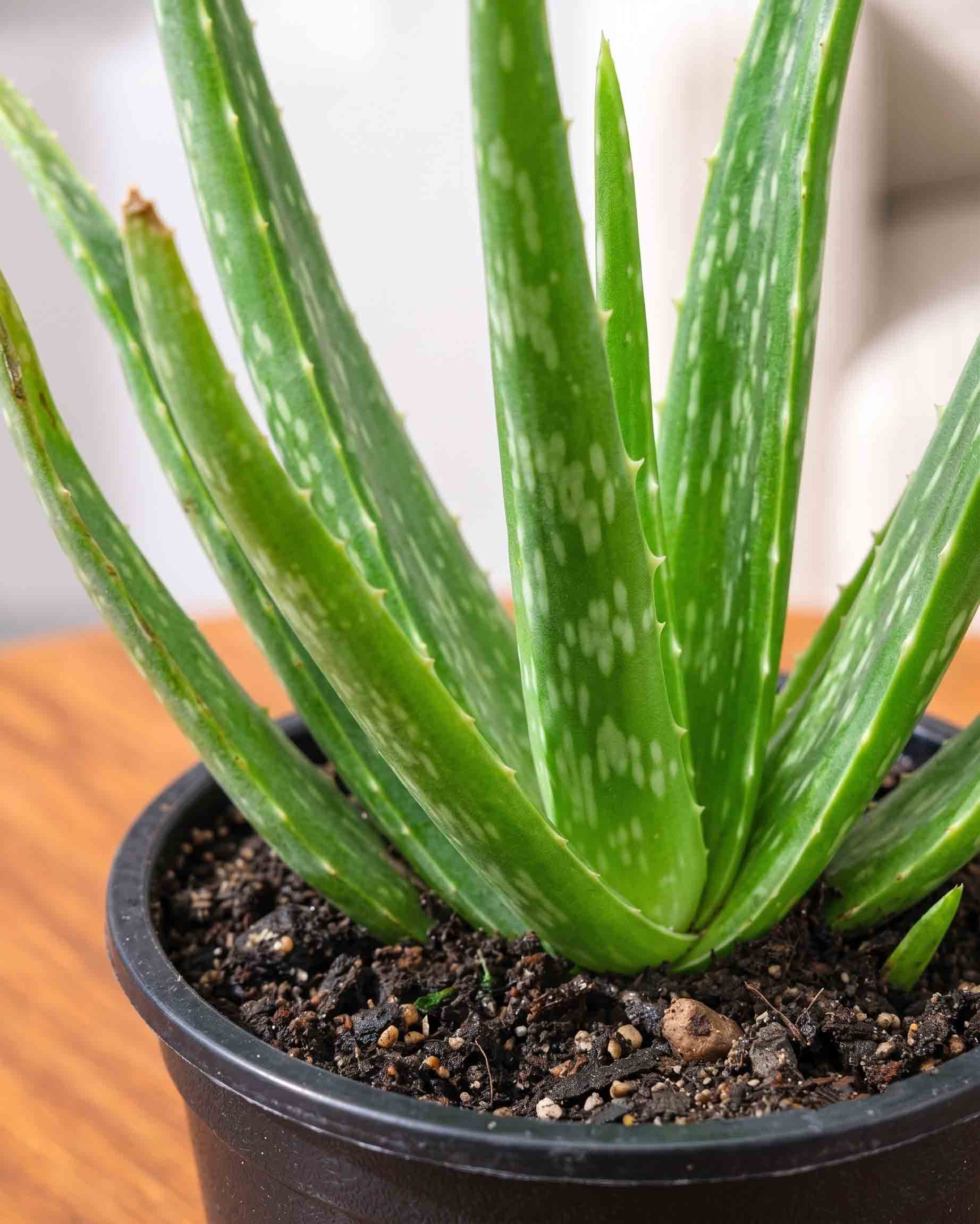 Aloe Vera Plant