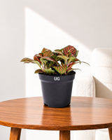 Fittonia Plant