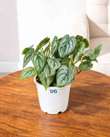 Philodendron brandtianum