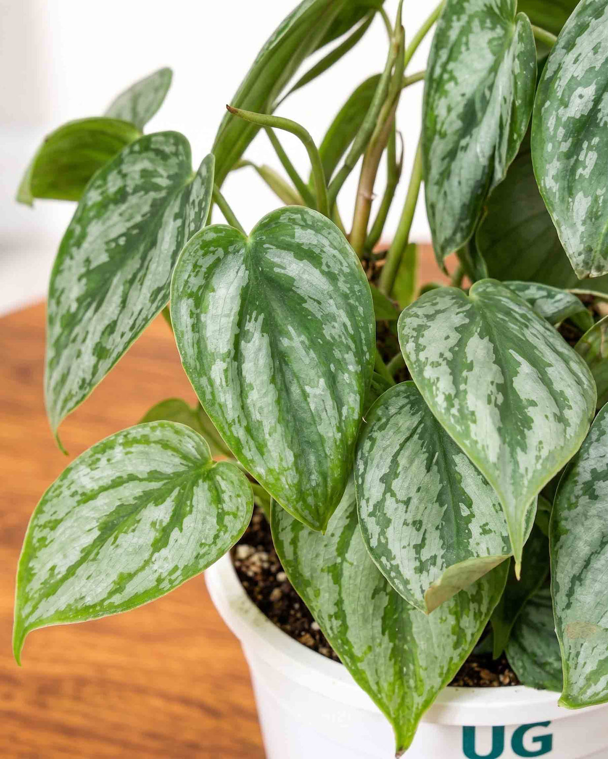 Philodendron brandtianum