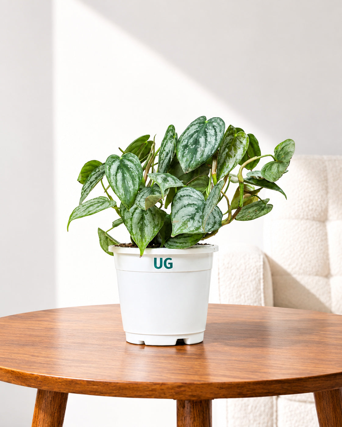 Philodendron brandtianum