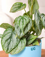 Philodendron brandtianum