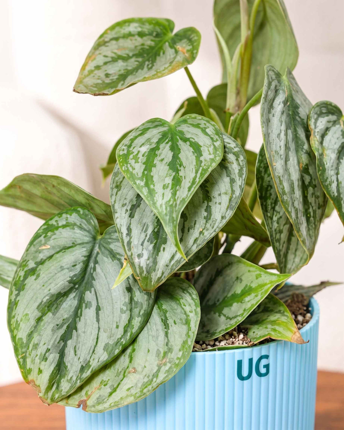 Philodendron brandtianum