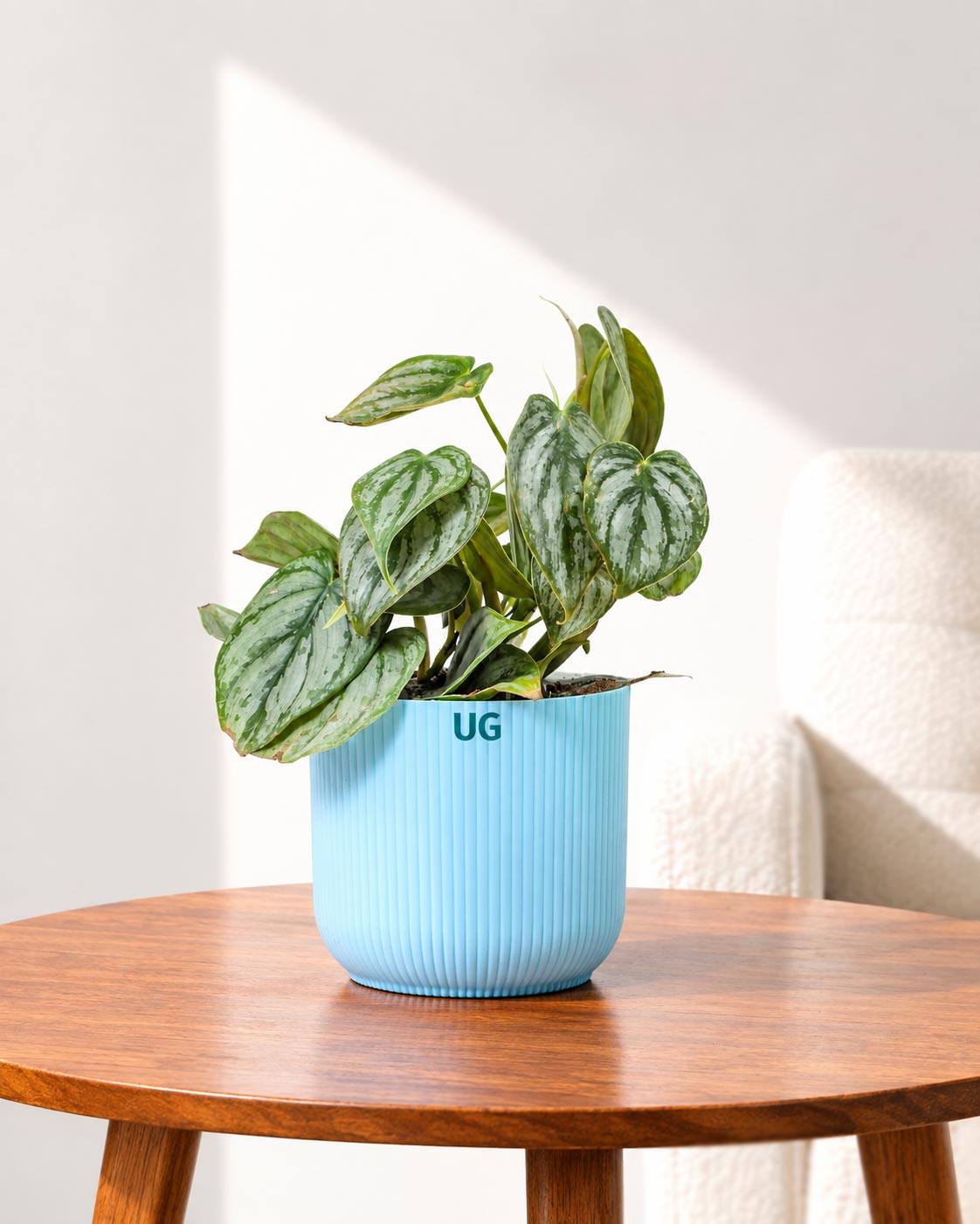Philodendron brandtianum
