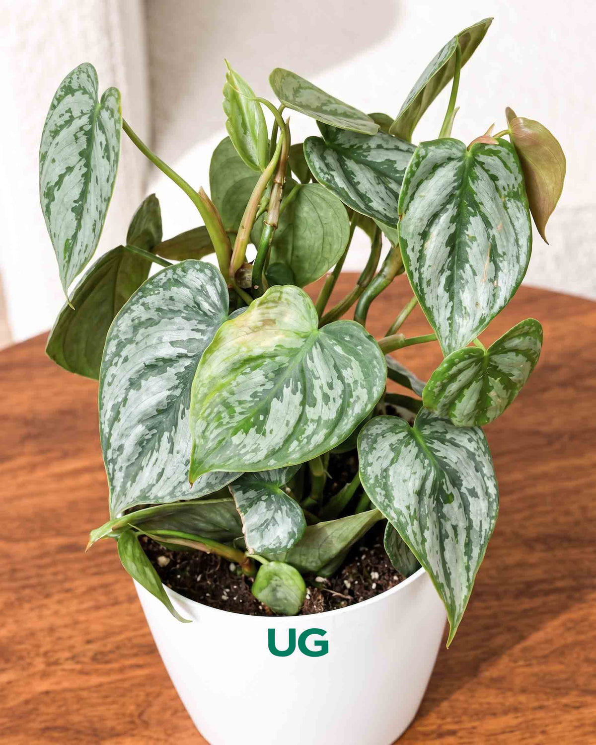 Philodendron brandtianum