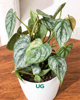 Philodendron brandtianum