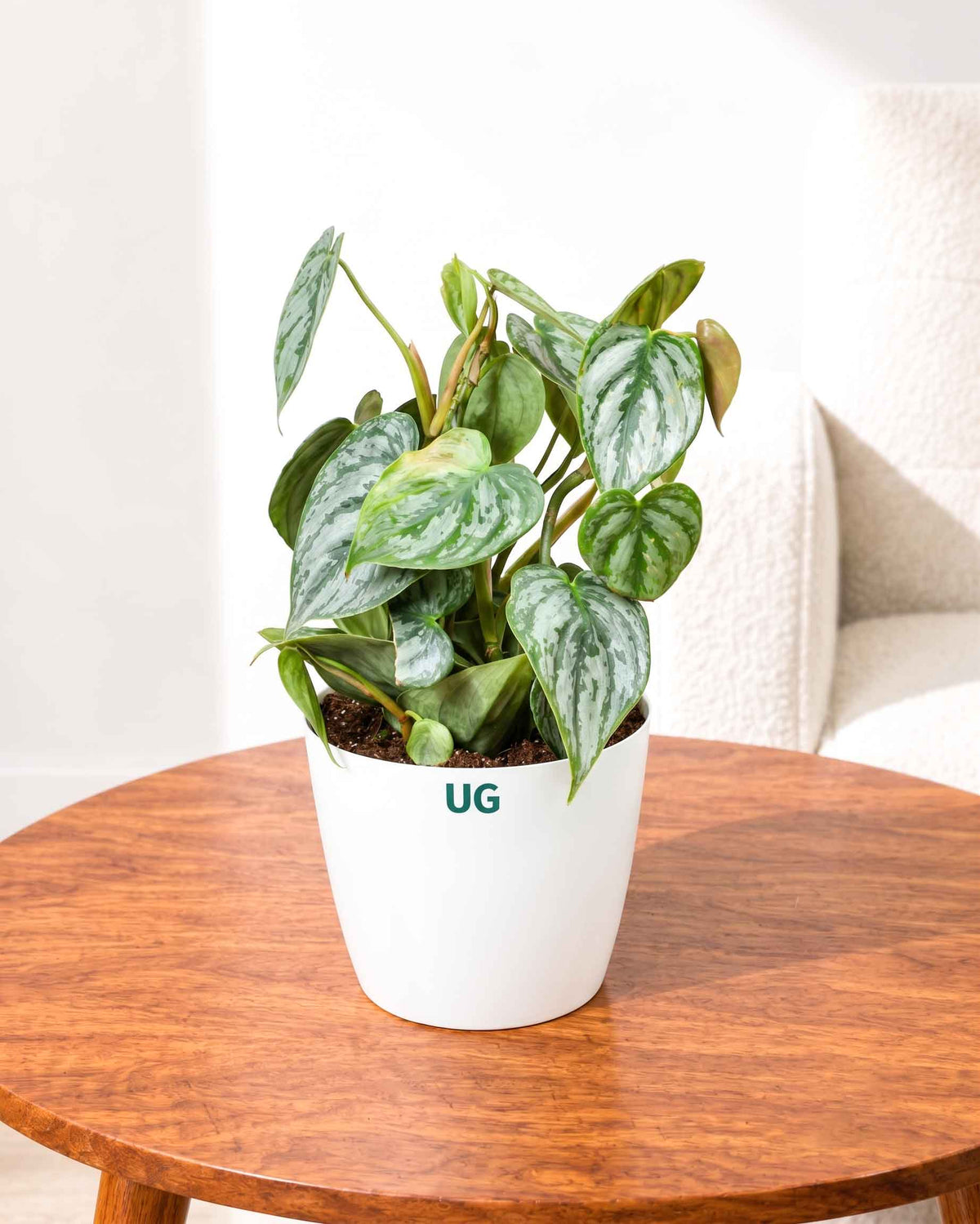 Philodendron brandtianum