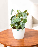 Philodendron brandtianum