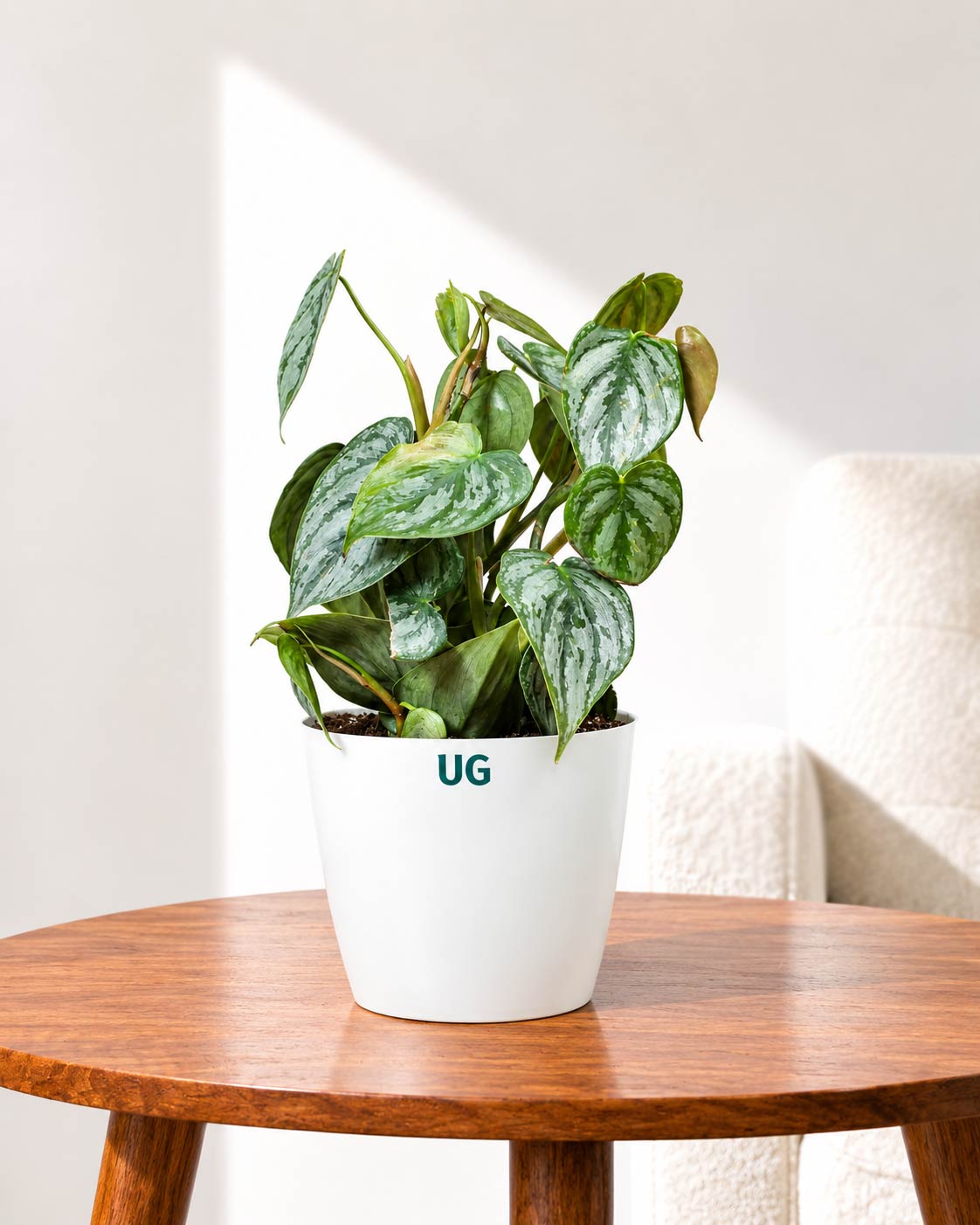Philodendron brandtianum