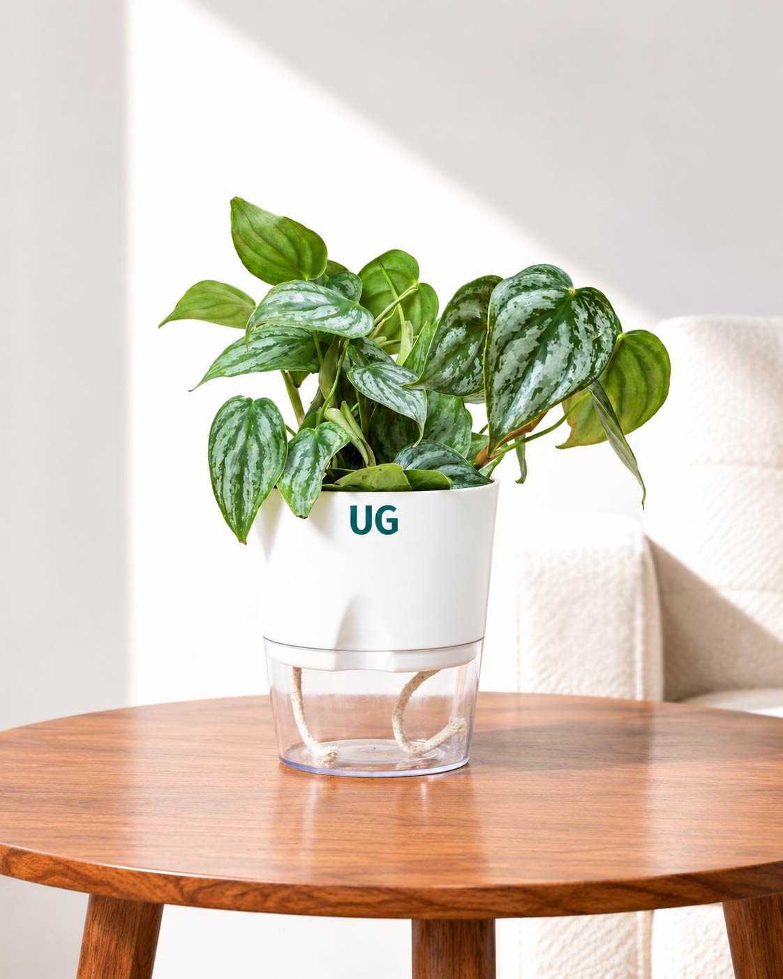 Philodendron brandtianum