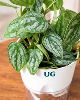 Philodendron brandtianum